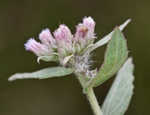 Rosy camphorweed